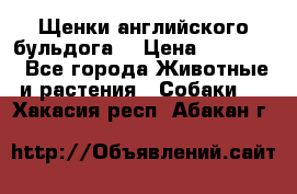 Щенки английского бульдога  › Цена ­ 60 000 - Все города Животные и растения » Собаки   . Хакасия респ.,Абакан г.